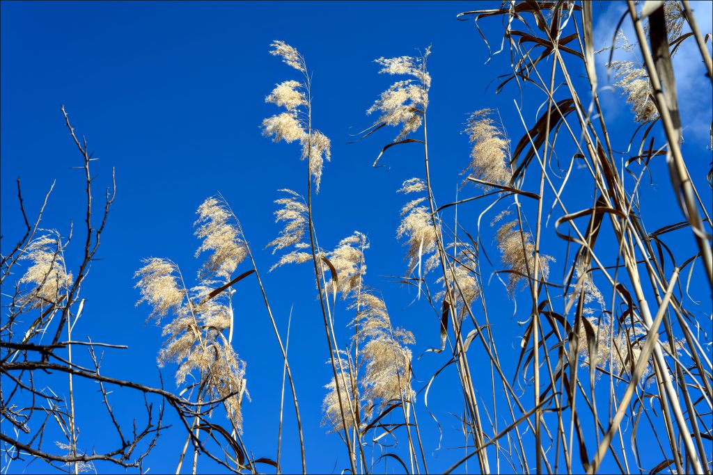 Reed, blue sky